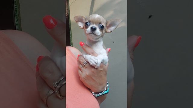 Ямайка Космосовна продажа чихуахуа питомник Кастропуло Крым купить щенка +79787458062 WhatsApp смотреть онлайн