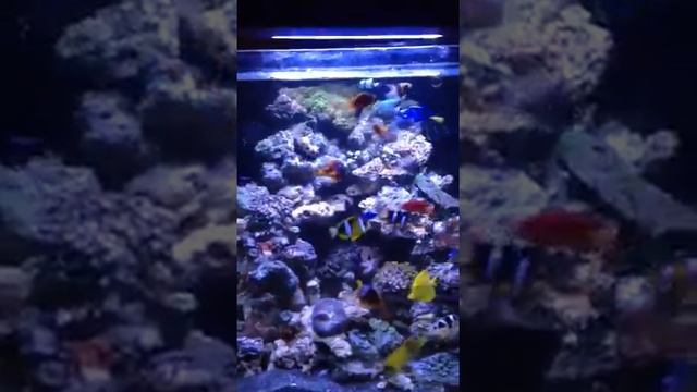 Reef aquarium 2.1 смотреть онлайн