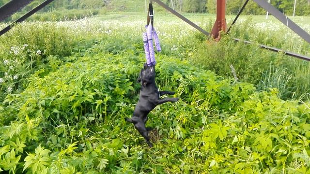 Стаффи дербанит пуллер / Staffy rend Puller ) смотреть онлайн