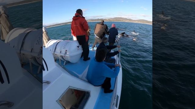 Southern Right Whales Mating Right Next To The Boat смотреть онлайн