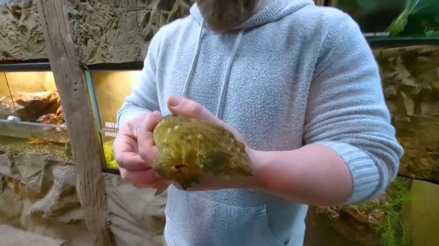 Inside Brian Barczyk's Reptarium: Giant Snakes, Tarantulas and More - An Exclusive Private Tour смотреть онлайн