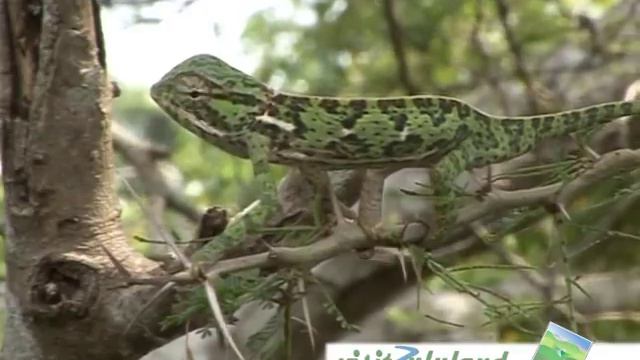 Introduction to Zululand смотреть онлайн