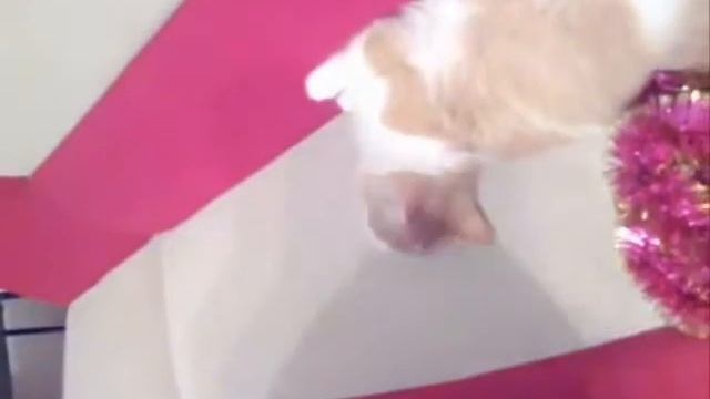 Рыжий кот убегает