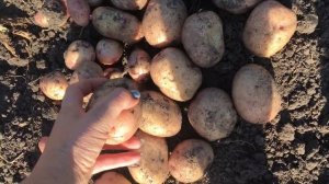 Картофель сорт Аврора из миниклубней.
