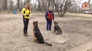 Кому подходит НЕМЕЦКАЯ ОВЧАРКА? GERMAN SHEPHERD