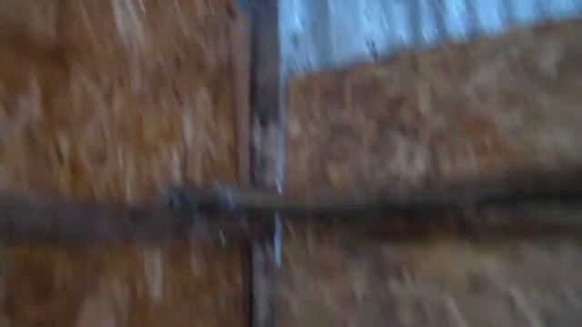 Черные цесарки и другая птица (январь 2018) смотреть онлайн