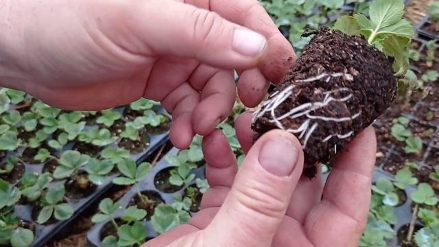 Клубника Альбион: кассетная рассада весной смотреть онлайн