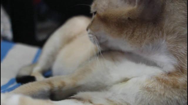 Beautiful ?? Cat Clean Her Self ???ASMR Cute Singapura Cat Grooming 4K