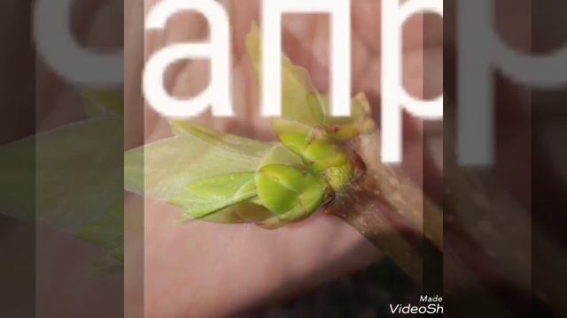 🌿Целый месяц съёмок в одной минуте!!🌿! смотреть онлайн