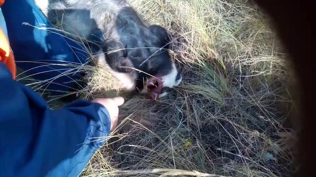 Разделка барсука смотреть онлайн