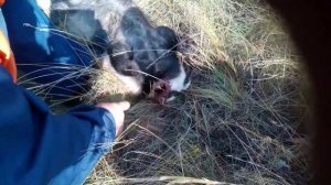 Разделка барсука