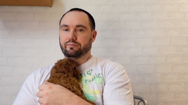 обзор Той-пудель. продажа пуделей по всему миру смотреть онлайн