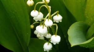 Лесные сказки   Ландыш