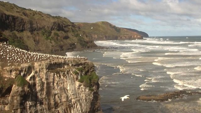 Australasian Gannet, Colony. Северная олуша, колония (1220sp) смотреть онлайн