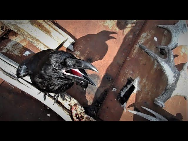 Маленькие трагедии зверской семейки. смотреть онлайн