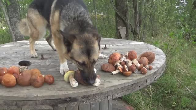 Закрытие грибного сезона ,красавцы белые и великолепные подосиновики покидают нас вместе с утками.