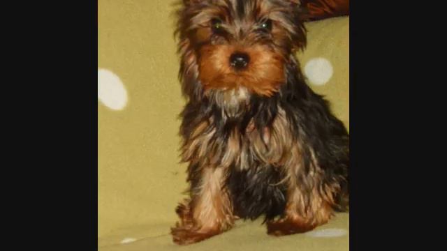 Юджин Фенсис Стайл.wmv