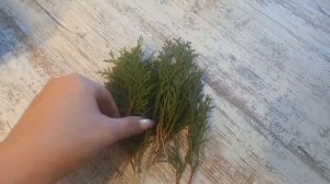 Черенкование туи поздней осенью.