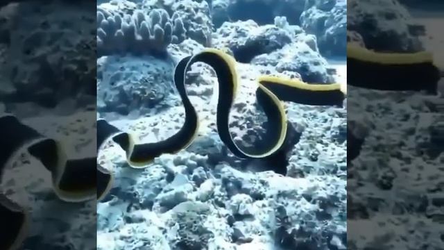 ПОДВОДНЫЙ МИР