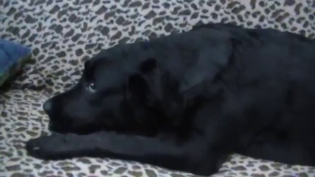 Собака лабрадор охраняет котёнка смотреть онлайн