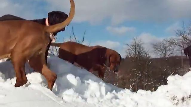 tosa inu kennel Diamant severu- www.tosainu.cz смотреть онлайн