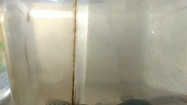Разводня аквариумных рыбок, обзор всех аквариумов смотреть онлайн
