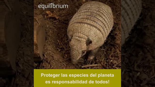 ARMADILLO, UN ACORAZADO DE LA NATURALEZA смотреть онлайн