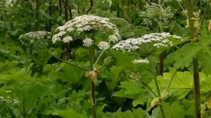 Ожоги от борщевика. Что делать?