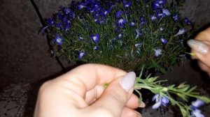 Черенкование вегетативной лобелии