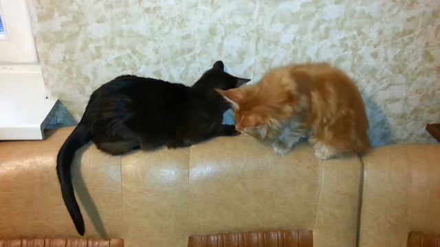 Котята мейн кун смотреть онлайн