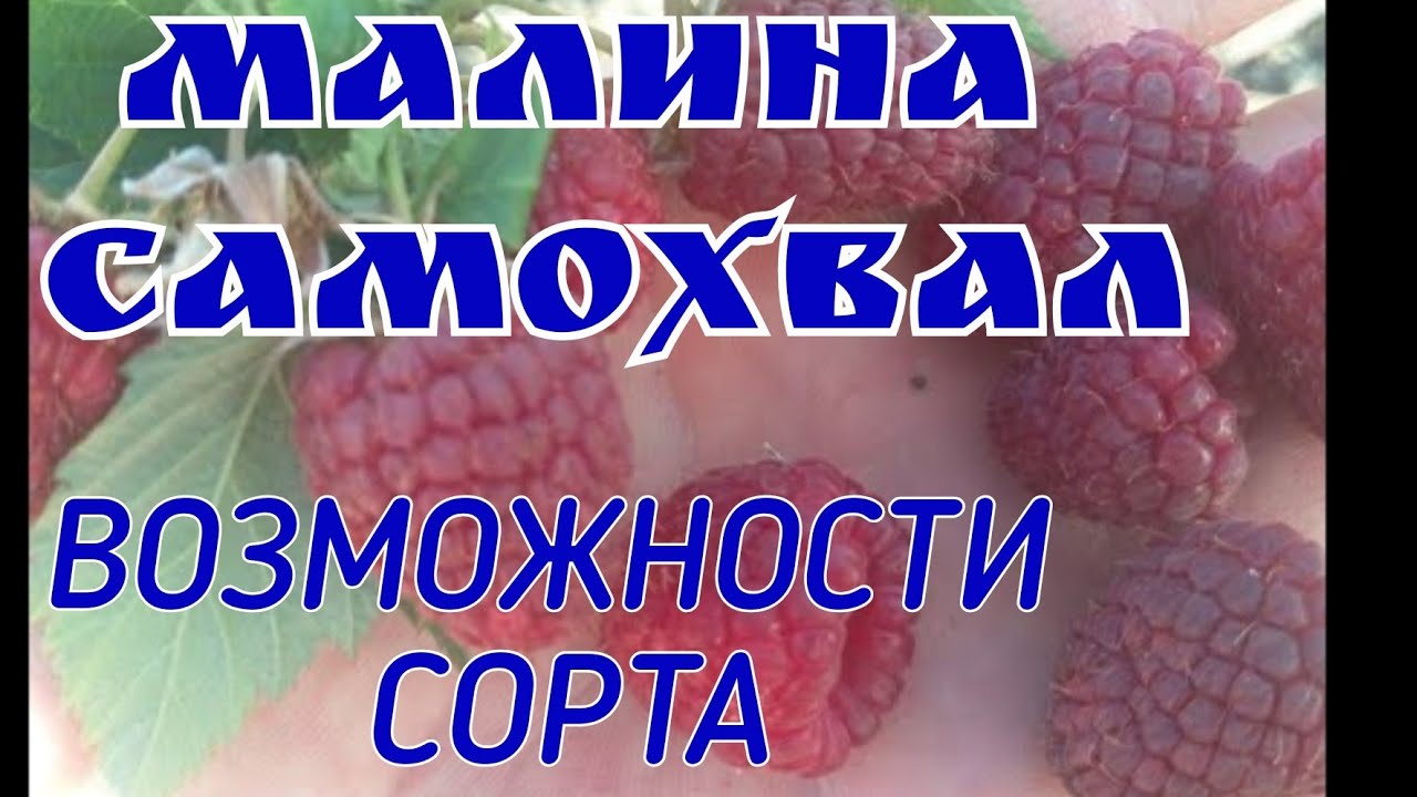 Малина Самохвал! Возможности сорта! смотреть онлайн