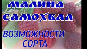 Малина Самохвал! Возможности сорта!
