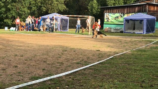 АКСЕЛЬБРУННЕН ВИЗА. Мутпроба. Моно Немецких овчарок 15.09.2018 г.Хабаровск смотреть онлайн