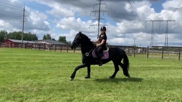 My friesian horse Oscar/ Jumping friesian horse/ мой фриз/ фризская лошадь/конный спорт смотреть онлайн