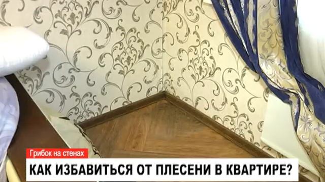 Как избавиться от плесени в квартире? смотреть онлайн