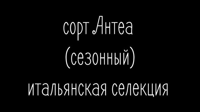 Сорта Априка, Антеа, Джоли, Азия, Мурано смотреть онлайн