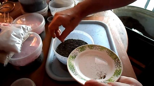 №98 Табак. Перлит и вермикулит в роли мульчи при посеве семян табака. смотреть онлайн