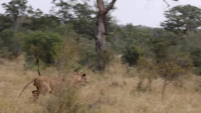 INTERACTION OVERLOAD. Lions, buffaloes, hyenas, other lions and an elephant... All in one sighting! смотреть онлайн