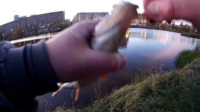Рыбалка в центре Москвы Карась на джиг смотреть онлайн