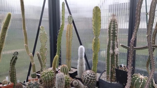 Ураган и цветение кактусов.Пересадка суккулентов,Гибридные эхинопсисы в бутонах.Литопсы без полива. смотреть онлайн