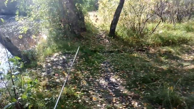 Шиес в действии!