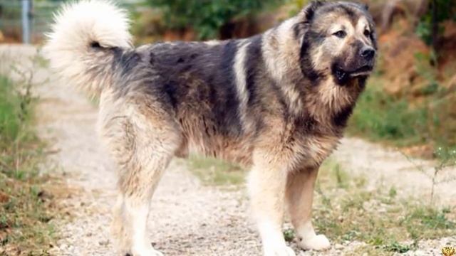 КАВКАЗСКАЯ ОВЧАРКА против КАНГАЛА - КТО ПОБЕДИТ??? смотреть онлайн