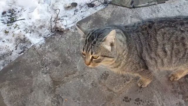 Солнечные ванны вместе с питомцами. смотреть онлайн