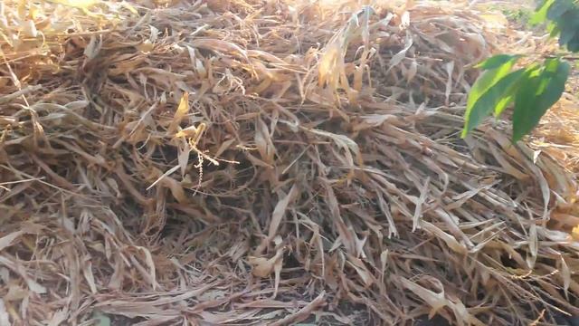 Заготовка стеблей кукурузы на зиму. смотреть онлайн