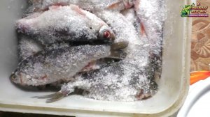 Засолка и копчение рыбы летом, есть нюансы о которых возможно вы не знали.