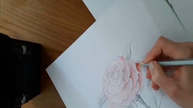 Рисуем розу карандашами смотреть онлайн