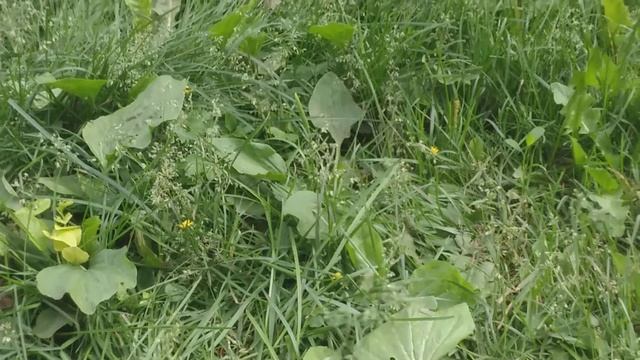 Тариф мегафон интернет Wylsacom Edition. чем он удобен для меня?