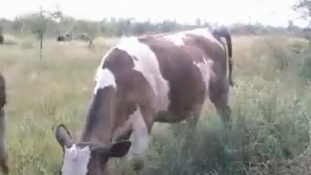КОРОВЫ смотреть онлайн