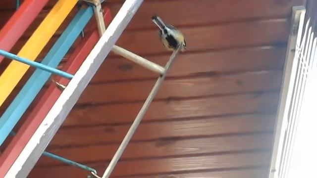 синичка залетела в дом смотреть онлайн