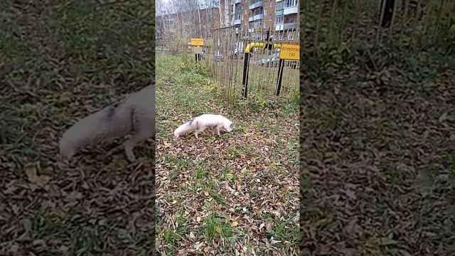 Лиса альбинос. смотреть онлайн